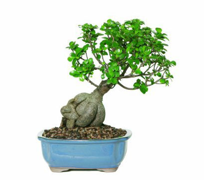 houzz forums ficus ginseng watering